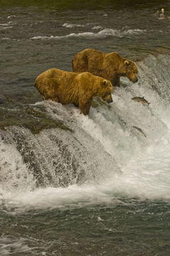 Image of Grizzly Bear