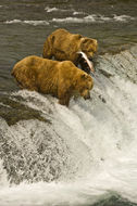 Image of Brown Bear