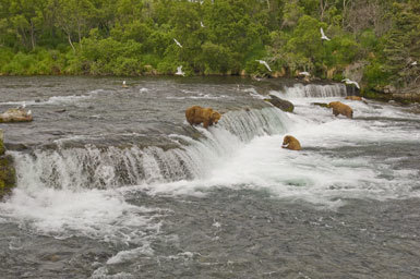 Image of Brown Bear