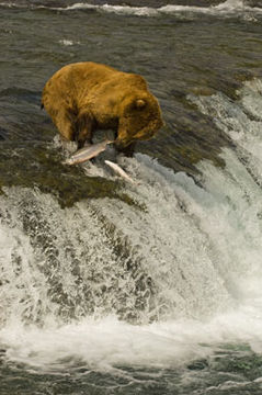 Image of Brown Bear