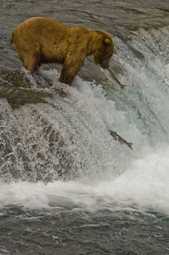 Image of Brown Bear