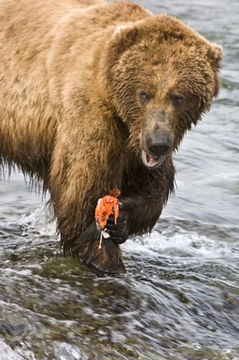 Image of Brown Bear