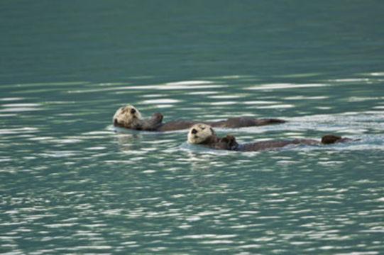 Image of Northern Sea Otter