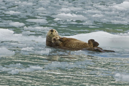 Image of Northern Sea Otter