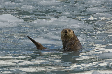 Image of Northern Sea Otter