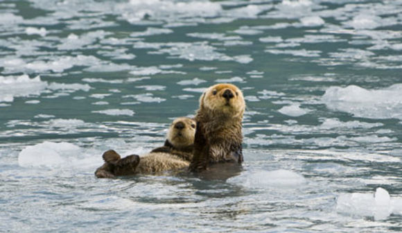 Image of Northern Sea Otter