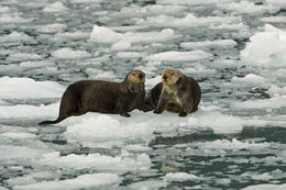 Image of Northern Sea Otter