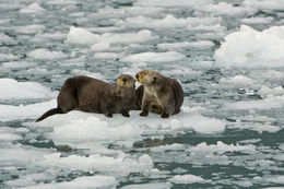 Image of Northern Sea Otter