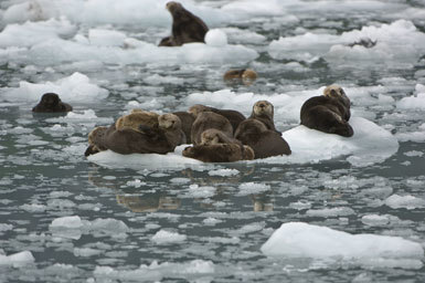 Image of Northern Sea Otter