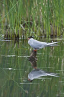 Image of Arctic Tern