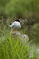 Image of Arctic Tern