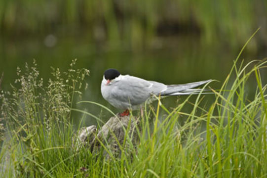 Image of Arctic Tern