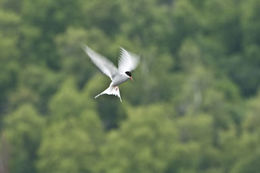 Image of Arctic Tern