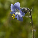 Image of tall Jacob's-ladder