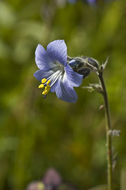 Image of tall Jacob's-ladder