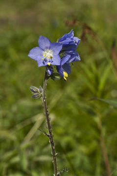 Image of tall Jacob's-ladder