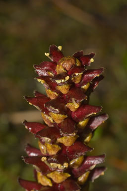 Image of northern groundcone