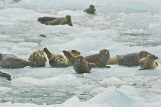 Image of common seal, harbour seal