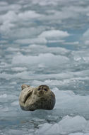 Image of common seal, harbour seal