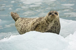 Image of common seal, harbour seal