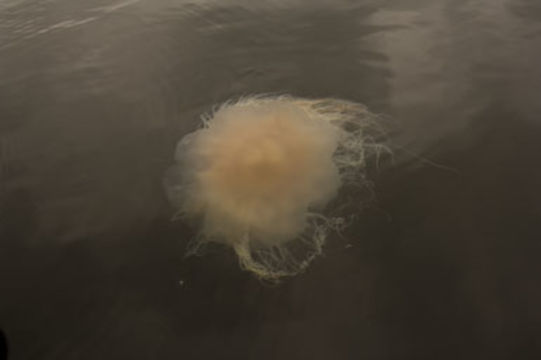 Image of Lion's Mane Jellyfish