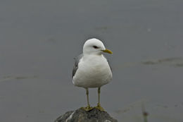 Larus canus brachyrhynchus Richardson 1831的圖片