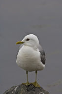 Plancia ëd Larus canus brachyrhynchus Richardson 1831