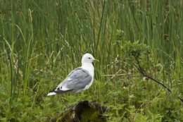 Larus canus brachyrhynchus Richardson 1831的圖片