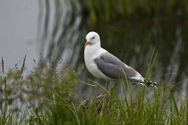 Larus canus brachyrhynchus Richardson 1831的圖片