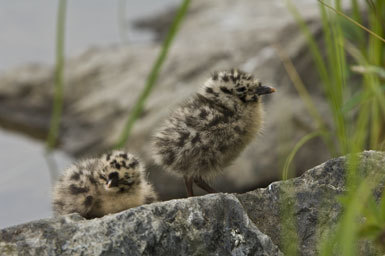 Plancia ëd Larus canus brachyrhynchus Richardson 1831