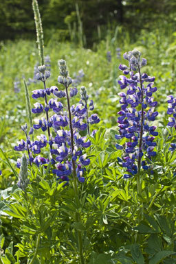 Image of Nootka Lupine