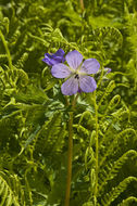 Image of woolly geranium