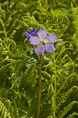 Imagem de Geranium erianthum DC.