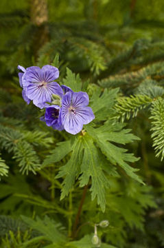 Image of woolly geranium