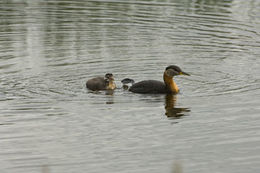 Image of Red-necked Grebe
