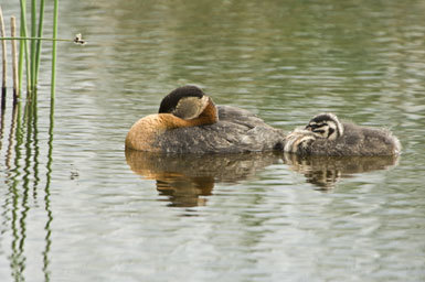 Image of Red-necked Grebe