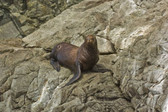 Image of Northern Sea Lion