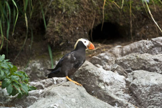 Image of Tufted Puffin