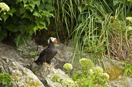 Image of Tufted Puffin