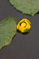 Image de Nuphar polysepalum Engelm.