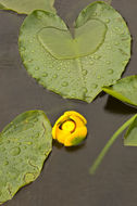 Image de Nuphar polysepalum Engelm.