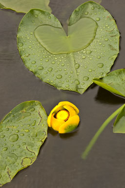 Image of Rocky Mountain pond-lily