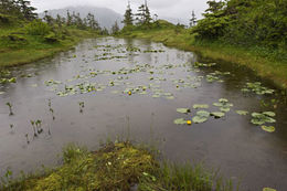 Image de Nuphar polysepalum Engelm.