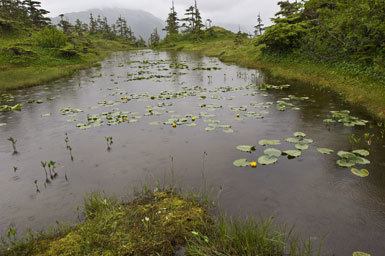 Image of Rocky Mountain pond-lily