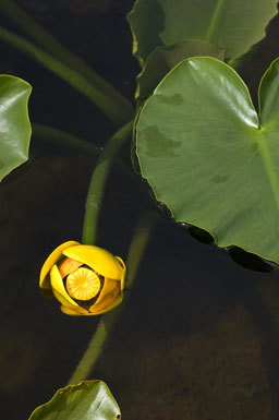 Image de Nuphar polysepalum Engelm.