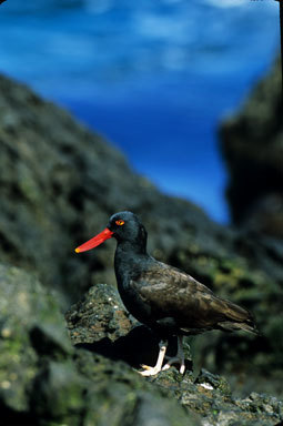 Image of Black Oystercatcher