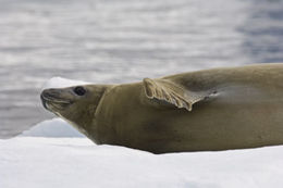 Image of Crabeater Seal