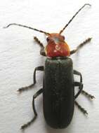 Image of Cantharis