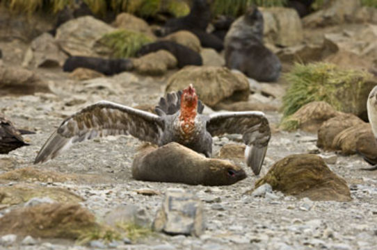 Image of Antarctic Giant-Petrel