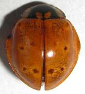 Image of Giant Lady Beetles